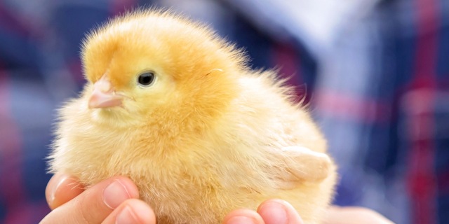 hand holding day-old-chick